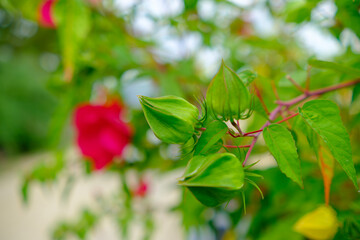 ハイビスカスの蕾と緑の葉のコントラスト
