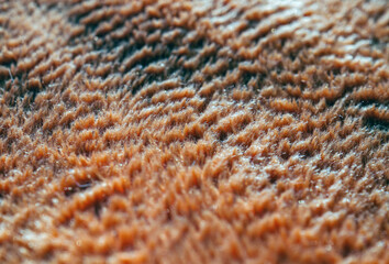 Macro of details orange carpet, background and Texture of orange carpet