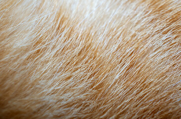 Macro of details fur orange cat, background and Texture fur orange tabby cat