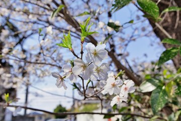 春の桜