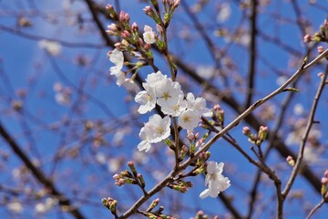 Obraz premium 春の桜