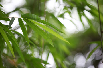 Lush Bamboo Leaves with Natural Green Background and Soft Focus