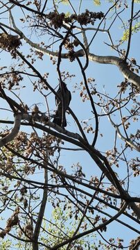 crow on tree