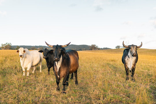 Various cattle breeds in paddock lead by large Guzerat bull