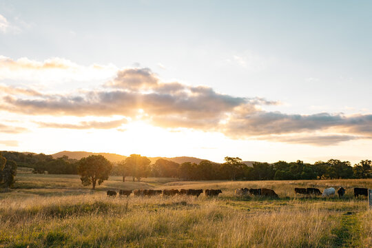 Cows along fence line of paddock at sunset