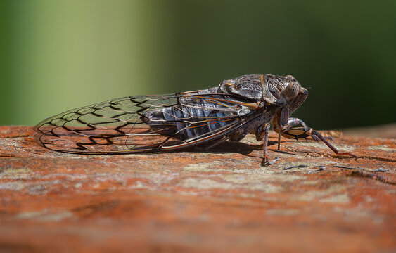 Cicada on tree trunk