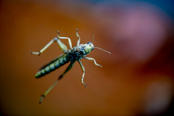 Closeup on a locust looking at the camera