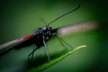 Macro details of a butterfly's face 