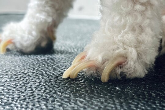 Pet Nail Care: Overgrown Dog Claws &ndash; A sharp close-up image displaying a dog&rsquo;s untrimmed nails, emphasizing the importance of nail trimming for comfort and mobility. Ideal for veterinary and pet groom