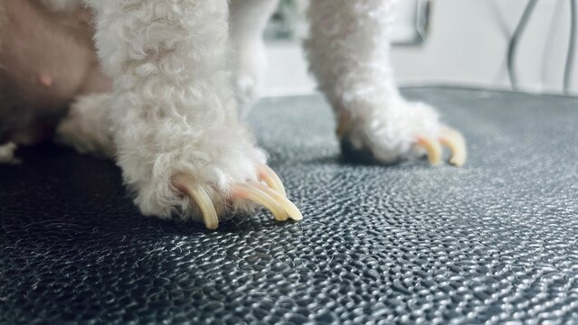 Unkempt Dog Paws with Long Nails &ndash; A high-quality macro shot of a curly-haired dog&rsquo;s feet, showing excessively long claws. Great for blogs, articles, and guides on dog grooming and proper pet care