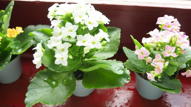 Collection of decorative indoor kalanchoe. Kalanchoe blossfeldiana and Kalandiva is a perennial herbaceous succulent flowering plant, a species of the genus Crassulaceae. Pink and white flowers.