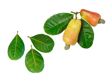 Cashews fruit ripe with green leaf  on isolated white background.