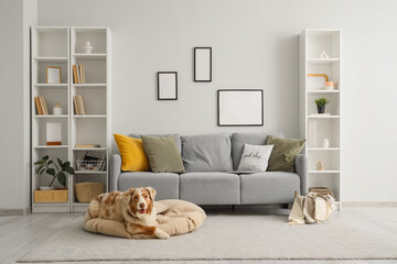 Cute Australian Shepherd dog lying on pet bed in living room