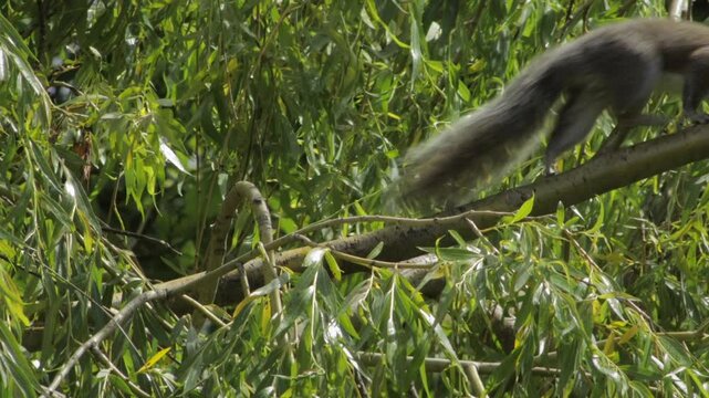 Two Squirrels Climbing Along Tree Branch Close Up Daytime Sunny Borehamwood Hertfordshire UK