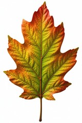 Obraz premium Large oak leaf with veins isolated on white background, foliage, closeup