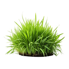 Fresh Green Wheatgrass Clump With Soil, Isolated Against A Clean on transparent background