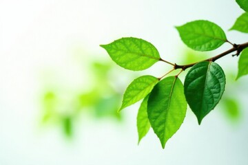 Fototapeta premium Leafy branch with green foliage against white, greenery, rustic, natural