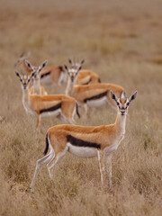 antilope