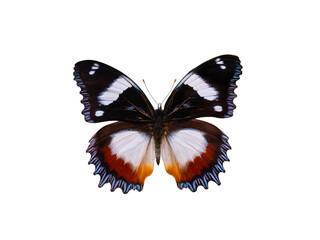 Obraz premium butterfly Hypolimnas dexithea isolated on white background