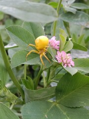 Yellow spider Camouflage or gold spider on flower than capturing the prey 