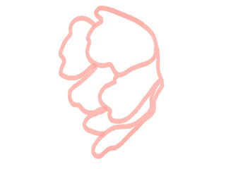 hand drawn illustration of flower pink