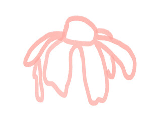 hand drawn illustration of flower pink