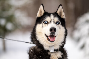 Walking with your pet husky in the park in winter. Friendship with a dog. Breeding and keeping a husky dog.