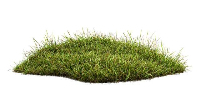 Patchy lawn with dry grass spots on transparent background png format with copy space