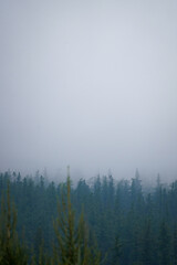 Grey rainy overcast day in the High Tatra mountains with low fog and clouds and pine forest silhouette on the bottom, Slovakia
