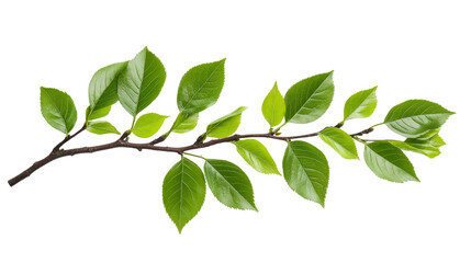 Fresh green leaves branch, detail plant studio, cut out transparent