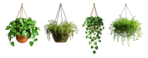 Photorealistic pothos and fern plants in hanging baskets with transparent background for interior nature design