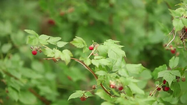 red ripe raspberry among greenery in wild nature