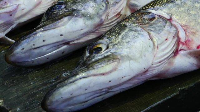 big fish pikes camera in motion