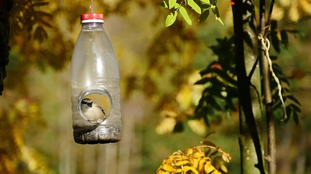 inexperienced young nuthatch learning to peck seed