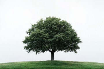 Obraz premium A solitary tree stands atop a small grassy hill in the landscape