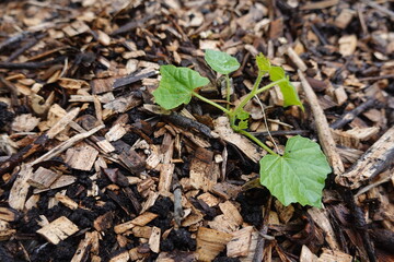 small cucamelon plant growing with wood mulch. young cucamelon crop in the vegetable garden