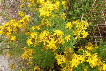 Obraz premium Medicinal yellow flowers of hypericum. st John plant with flowers for medicinal use.