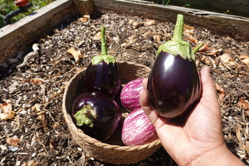 man picks freshly harvested ripe purple eggplant to put in the fruit harvesting basket