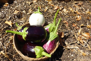 wicker basket with eggplant harvest on fertile soil of the vegetable garden. different varieties of...