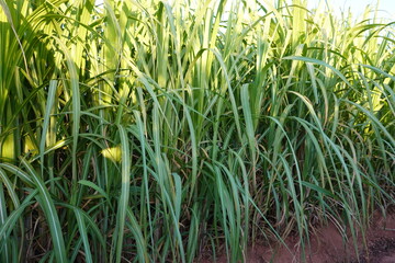Obraz premium Dense growth of green sugarcane plants with long leaves under soft sunlight.