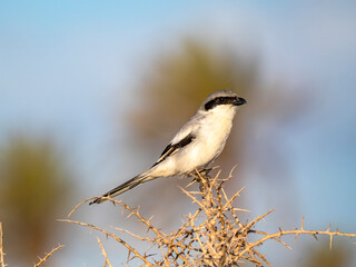 A great grey shrike (Lanius excubitor) sits on a thorny hedge on the north-east coast of Djerba.