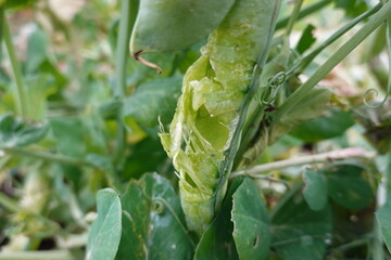 pea pods eaten by birds. vegetable garden pests in pea cultivation