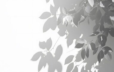 Fototapeta premium Monochrome Leaf Shadows on White Wall Minimalist Background