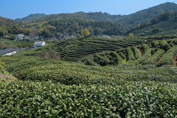 Panoramic view of tea plantation and village in China