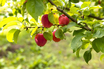 red apples hanging and ripening on apple tree in the garden on a sunny day, close up, Gardening, harvest concept