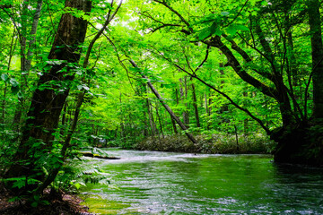 Fototapeta premium 奥入瀬渓流