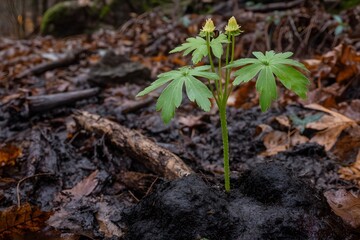 Young Plant Sprouting in Dark Forest Soil