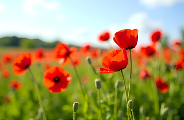 Fototapeta premium Two poppies on poppy field background in blur, clear spring day