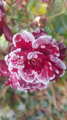 zamarznięta róża w angielskim ogrodzie © Agnieszka