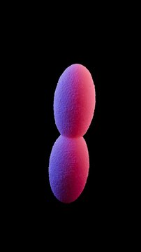 Acetobacter is a genus of aerobic, Gram-negative bacteria best known for converting ethanol to acetic acid, making them vital for vinegar production but also potential spoilage agents in other alcohol